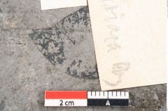Foto (Detailansicht) von Zizyphus paradisiacus Unger (NHMW-GEO-2024-0188-8028)